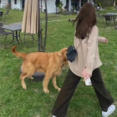 携带狗的猫